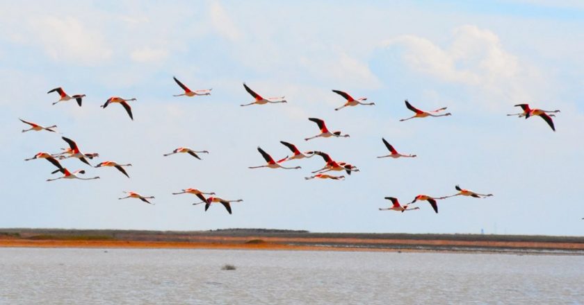 Tuz Gölü yaz flamingolarına ev sahipliği yapmaya başladı