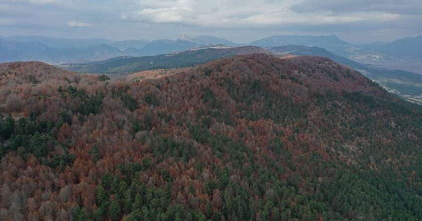 Ankir’deki kayın ormanları sonbaharda ziyaretçileri ağırlıyor