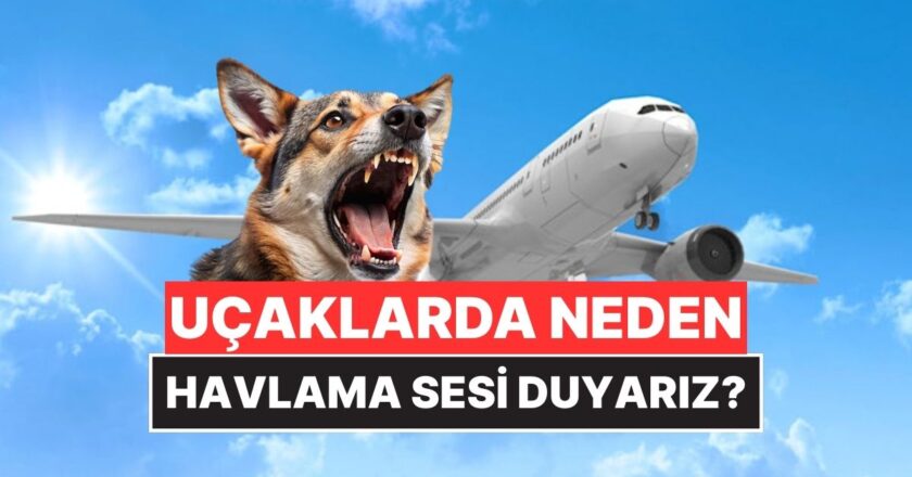 Uçaklarda Neden Havlama Sesi Duyarız?