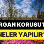 Emirgan Korusu Hakkında Bilgiler! – Onedio