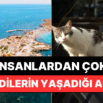 İnsanlardan Çok Kedilerin Yaşadığı İspanya Adası Neresi?